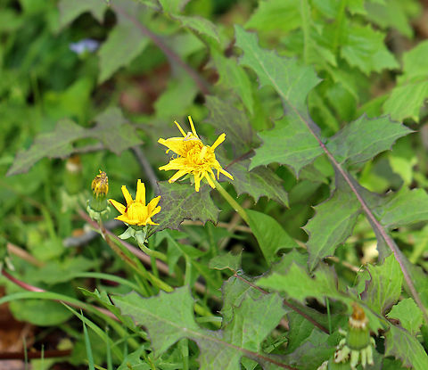 Tribe Cichorieae Habitat: Pondside in a swampy, deciduous forest Cichorieae,Geotagged,Spring,United States