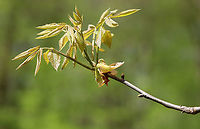 Pignut Hickory - Carya glabra *This is definitely Carya sp., and I think it is Carya glabra.<br />
<br />
Habitat: Deciduous forest edge<br />
https://www.jungledragon.com/image/102791/pignut_hickory_-_carya_glabra.html<br />
https://www.jungledragon.com/image/102792/pignut_hickory_-_carya_glabra.html Carya,Carya glabra,Geotagged,Pignut hickory,Spring,United States,hickory