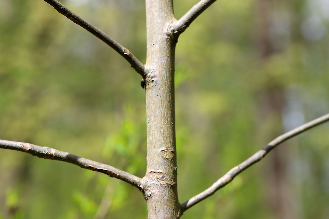 Pignut Hickory - Carya glabra *This is definitely Carya sp., and I think it is Carya glabra.<br />
<br />
Habitat: Deciduous forest edge<br />
<figure class="photo"><a href="https://www.jungledragon.com/image/102790/pignut_hickory_-_carya_glabra.html" title="Pignut Hickory - Carya glabra"><img src="https://s3.amazonaws.com/media.jungledragon.com/images/3232/102790_thumb.jpg?AWSAccessKeyId=05GMT0V3GWVNE7GGM1R2&Expires=1769040010&Signature=dS39rNSA4CGOYweSxGvVpTHqBeg%3D" width="200" height="130" alt="Pignut Hickory - Carya glabra *This is definitely Carya sp., and I think it is Carya glabra.<br />
<br />
Habitat: Deciduous forest edge<br />
https://www.jungledragon.com/image/102791/pignut_hickory_-_carya_glabra.html<br />
https://www.jungledragon.com/image/102792/pignut_hickory_-_carya_glabra.html Carya,Carya glabra,Geotagged,Pignut hickory,Spring,United States,hickory" /></a></figure><br />
<figure class="photo"><a href="https://www.jungledragon.com/image/102792/pignut_hickory_-_carya_glabra.html" title="Pignut Hickory - Carya glabra"><img src="https://s3.amazonaws.com/media.jungledragon.com/images/3232/102792_thumb.jpg?AWSAccessKeyId=05GMT0V3GWVNE7GGM1R2&Expires=1769040010&Signature=zS10Q0Vw1Vcwh6yhqE1ENAr37NM%3D" width="114" height="152" alt="Pignut Hickory - Carya glabra *This is definitely Carya sp., and I think it is Carya glabra.<br />
<br />
Habitat: Deciduous forest edge<br />
https://www.jungledragon.com/image/102790/pignut_hickory_-_carya_glabra.html<br />
https://www.jungledragon.com/image/102791/pignut_hickory_-_carya_glabra.html Carya glabra,Geotagged,Pignut hickory,Spring,United States" /></a></figure> Carya glabra,Geotagged,Pignut hickory,Spring,United States