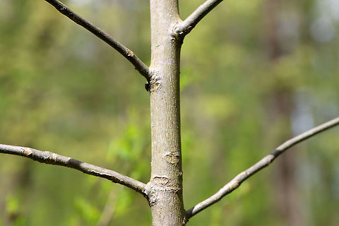 Pignut Hickory - Carya glabra *This is definitely Carya sp., and I think it is Carya glabra.

Habitat: Deciduous forest edge
https://www.jungledragon.com/image/102790/pignut_hickory_-_carya_glabra.html
https://www.jungledragon.com/image/102792/pignut_hickory_-_carya_glabra.html Carya glabra,Geotagged,Pignut hickory,Spring,United States