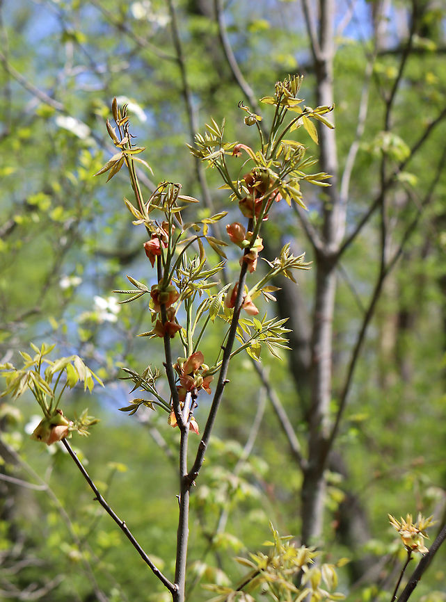 Pignut Hickory - Carya glabra *This is definitely Carya sp., and I think it is Carya glabra.<br />
<br />
Habitat: Deciduous forest edge<br />
<figure class="photo"><a href="https://www.jungledragon.com/image/102790/pignut_hickory_-_carya_glabra.html" title="Pignut Hickory - Carya glabra"><img src="https://s3.amazonaws.com/media.jungledragon.com/images/3232/102790_thumb.jpg?AWSAccessKeyId=05GMT0V3GWVNE7GGM1R2&Expires=1759968010&Signature=8b1be9cFXJpMS82LxINEsOm4QFc%3D" width="200" height="130" alt="Pignut Hickory - Carya glabra *This is definitely Carya sp., and I think it is Carya glabra.<br />
<br />
Habitat: Deciduous forest edge<br />
https://www.jungledragon.com/image/102791/pignut_hickory_-_carya_glabra.html<br />
https://www.jungledragon.com/image/102792/pignut_hickory_-_carya_glabra.html Carya,Carya glabra,Geotagged,Pignut hickory,Spring,United States,hickory" /></a></figure><br />
<figure class="photo"><a href="https://www.jungledragon.com/image/102791/pignut_hickory_-_carya_glabra.html" title="Pignut Hickory - Carya glabra"><img src="https://s3.amazonaws.com/media.jungledragon.com/images/3232/102791_thumb.jpg?AWSAccessKeyId=05GMT0V3GWVNE7GGM1R2&Expires=1759968010&Signature=y2t3USf3q3b4bq%2FNISGYaqvJNIo%3D" width="200" height="134" alt="Pignut Hickory - Carya glabra *This is definitely Carya sp., and I think it is Carya glabra.<br />
<br />
Habitat: Deciduous forest edge<br />
https://www.jungledragon.com/image/102790/pignut_hickory_-_carya_glabra.html<br />
https://www.jungledragon.com/image/102792/pignut_hickory_-_carya_glabra.html Carya glabra,Geotagged,Pignut hickory,Spring,United States" /></a></figure> Carya glabra,Geotagged,Pignut hickory,Spring,United States