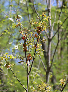 Pignut Hickory - Carya glabra *This is definitely Carya sp., and I think it is Carya glabra.

Habitat: Deciduous forest edge
https://www.jungledragon.com/image/102790/pignut_hickory_-_carya_glabra.html
https://www.jungledragon.com/image/102791/pignut_hickory_-_carya_glabra.html Carya glabra,Geotagged,Pignut hickory,Spring,United States
