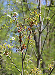 Pignut Hickory - Carya glabra *This is definitely Carya sp., and I think it is Carya glabra.<br />
<br />
Habitat: Deciduous forest edge<br />
https://www.jungledragon.com/image/102790/pignut_hickory_-_carya_glabra.html<br />
https://www.jungledragon.com/image/102791/pignut_hickory_-_carya_glabra.html Carya glabra,Geotagged,Pignut hickory,Spring,United States