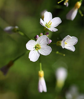 Cuckoo Flower - Cardamine pratensis White flowers with 4 petals and 6 stamens and alternate leaves.

It gets its common name from this explanation from herbalist John Gerard: "These floure for the most part in Aprill and May, when the Cuckow begins to sing her pleasant notes without stammering."

Habitat: Pondside; deciduous forest
https://www.jungledragon.com/image/102795/cuckoo_flower_-_cardamine_pratensis.html
https://www.jungledragon.com/image/102794/cuckoo_flower_-_cardamine_pratensis.html Cardamine pratensis,Cuckooflower,Geotagged,Spring,United States,cardamine,cuckoo flower
