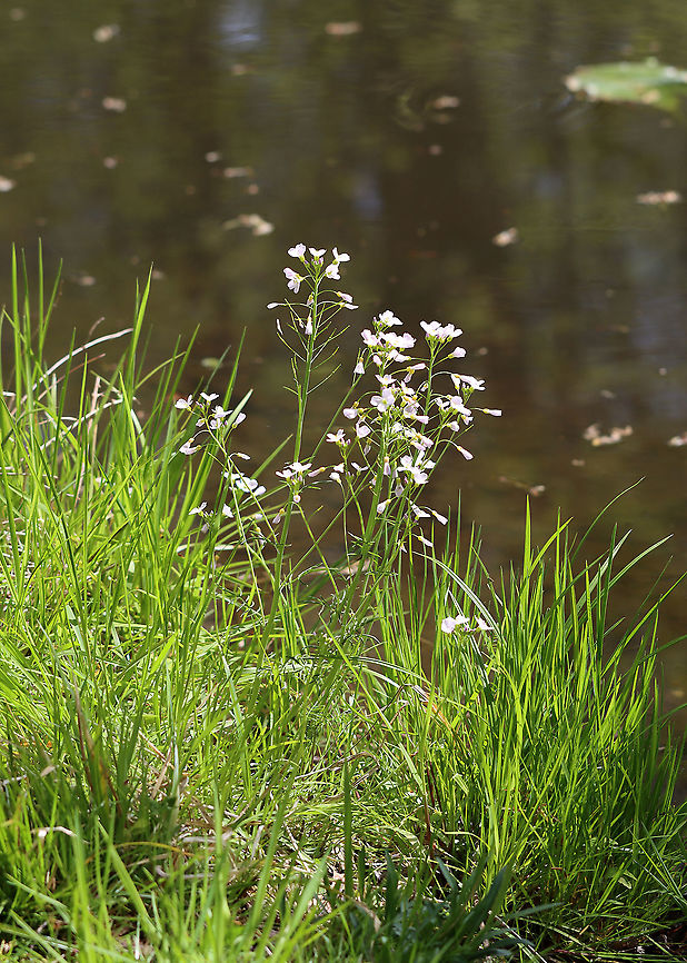 Cuckoo Flower - Cardamine pratensis White flowers with 4 petals and 6 stamens and alternate leaves.<br />
<br />
It gets its common name from this explanation from herbalist John Gerard: "These floure for the most part in Aprill and May, when the Cuckow begins to sing her pleasant notes without stammering."<br />
<br />
Habitat: Pondside; deciduous forest<br />
<figure class="photo"><a href="https://www.jungledragon.com/image/102793/cuckoo_flower_-_cardamine_pratensis.html" title="Cuckoo Flower - Cardamine pratensis"><img src="https://s3.amazonaws.com/media.jungledragon.com/images/3232/102793_thumb.jpg?AWSAccessKeyId=05GMT0V3GWVNE7GGM1R2&Expires=1763596810&Signature=rXV6NHzSVRFhDANxok7T2Pb0YFk%3D" width="130" height="152" alt="Cuckoo Flower - Cardamine pratensis White flowers with 4 petals and 6 stamens and alternate leaves.<br />
<br />
It gets its common name from this explanation from herbalist John Gerard: "These floure for the most part in Aprill and May, when the Cuckow begins to sing her pleasant notes without stammering."<br />
<br />
Habitat: Pondside; deciduous forest<br />
https://www.jungledragon.com/image/102795/cuckoo_flower_-_cardamine_pratensis.html<br />
https://www.jungledragon.com/image/102794/cuckoo_flower_-_cardamine_pratensis.html Cardamine pratensis,Cuckooflower,Geotagged,Spring,United States,cardamine,cuckoo flower" /></a></figure><br />
<figure class="photo"><a href="https://www.jungledragon.com/image/102795/cuckoo_flower_-_cardamine_pratensis.html" title="Cuckoo Flower - Cardamine pratensis"><img src="https://s3.amazonaws.com/media.jungledragon.com/images/3232/102795_thumb.jpg?AWSAccessKeyId=05GMT0V3GWVNE7GGM1R2&Expires=1763596810&Signature=mEr7l5iNRbppyPnpDsAXmcgO0so%3D" width="200" height="184" alt="Cuckoo Flower - Cardamine pratensis White flowers with 4 petals and 6 stamens and alternate leaves.<br />
<br />
It gets its common name from this explanation from herbalist John Gerard: "These floure for the most part in Aprill and May, when the Cuckow begins to sing her pleasant notes without stammering."<br />
<br />
Habitat: Pondside; deciduous forest<br />
https://www.jungledragon.com/image/102793/cuckoo_flower_-_cardamine_pratensis.html<br />
https://www.jungledragon.com/image/102794/cuckoo_flower_-_cardamine_pratensis.html Cardamine pratensis,Cuckooflower,Geotagged,Spring,United States" /></a></figure> Cardamine pratensis,Cuckooflower,Geotagged,Spring,United States