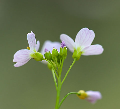 Cuckoo Flower - Cardamine pratensis White flowers with 4 petals and 6 stamens and alternate leaves.

It gets its common name from this explanation from herbalist John Gerard: "These floure for the most part in Aprill and May, when the Cuckow begins to sing her pleasant notes without stammering."

Habitat: Pondside; deciduous forest
https://www.jungledragon.com/image/102793/cuckoo_flower_-_cardamine_pratensis.html
https://www.jungledragon.com/image/102794/cuckoo_flower_-_cardamine_pratensis.html Cardamine pratensis,Cuckooflower,Geotagged,Spring,United States