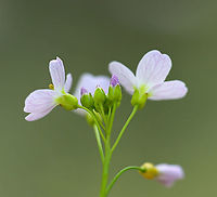 Cuckoo Flower - Cardamine pratensis White flowers with 4 petals and 6 stamens and alternate leaves.<br />
<br />
It gets its common name from this explanation from herbalist John Gerard: "These floure for the most part in Aprill and May, when the Cuckow begins to sing her pleasant notes without stammering."<br />
<br />
Habitat: Pondside; deciduous forest<br />
https://www.jungledragon.com/image/102793/cuckoo_flower_-_cardamine_pratensis.html<br />
https://www.jungledragon.com/image/102794/cuckoo_flower_-_cardamine_pratensis.html Cardamine pratensis,Cuckooflower,Geotagged,Spring,United States