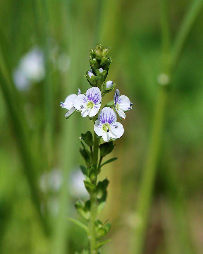 Thyme-leaved Speedwell - Veronica serpyllifolia Introduced from Europe, but now widespread. It has a reputation for being a good medicinal herb when used for tea or in topicals.<br />
<br />
Habitat: Shady, grassy area beside a pond<br />
<figure class="photo"><a href="https://www.jungledragon.com/image/102797/thyme-leaved_speedwell_-_veronica_serpyllifolia.html" title="Thyme-leaved Speedwell - Veronica serpyllifolia"><img src="https://s3.amazonaws.com/media.jungledragon.com/images/3232/102797_thumb.jpg?AWSAccessKeyId=05GMT0V3GWVNE7GGM1R2&Expires=1769040010&Signature=%2FLEyi5srefQB4GWjzIiCOjE38Pc%3D" width="124" height="152" alt="Thyme-leaved Speedwell - Veronica serpyllifolia Introduced from Europe, but now widespread. It has a reputation for being a good medicinal herb when used for tea or in topicals.<br />
<br />
Habitat: Shady, grassy area beside a pond<br />
https://www.jungledragon.com/image/102796/thyme-leaved_speedwell_-_veronica_serpyllifolia.html Geotagged,Spring,Thyme-leaved Speedwell,United States,Veronica serpyllifolia" /></a></figure> Geotagged,Spring,Thyme-leaved Speedwell,United States,Veronica,Veronica serpyllifolia,speedwell