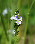 Thyme-leaved Speedwell - Veronica serpyllifolia Introduced from Europe, but now widespread. It has a reputation for being a good medicinal herb when used for tea or in topicals.<br />
<br />
Habitat: Shady, grassy area beside a pond<br />
https://www.jungledragon.com/image/102797/thyme-leaved_speedwell_-_veronica_serpyllifolia.html Geotagged,Spring,Thyme-leaved Speedwell,United States,Veronica,Veronica serpyllifolia,speedwell