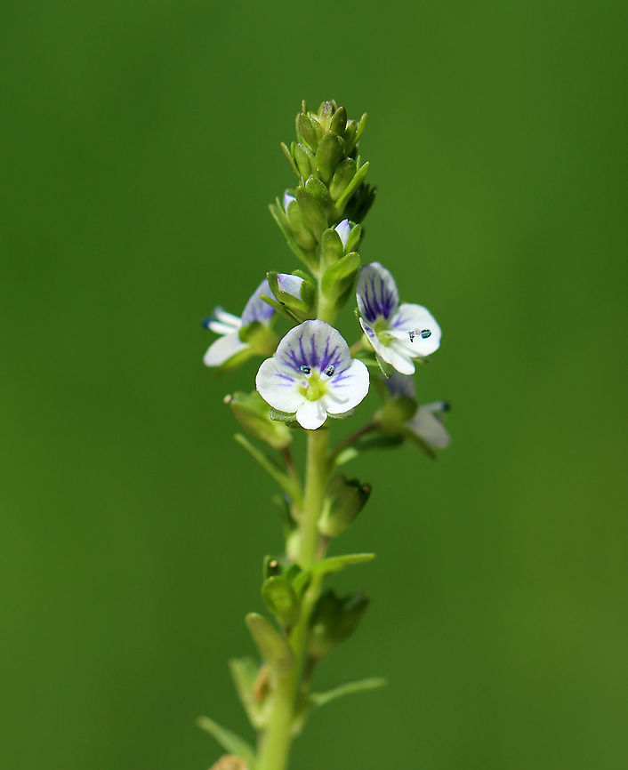 Thyme-leaved Speedwell - Veronica serpyllifolia Introduced from Europe, but now widespread. It has a reputation for being a good medicinal herb when used for tea or in topicals.<br />
<br />
Habitat: Shady, grassy area beside a pond<br />
<figure class="photo"><a href="https://www.jungledragon.com/image/102796/thyme-leaved_speedwell_-_veronica_serpyllifolia.html" title="Thyme-leaved Speedwell - Veronica serpyllifolia"><img src="https://s3.amazonaws.com/media.jungledragon.com/images/3232/102796_thumb.jpg?AWSAccessKeyId=05GMT0V3GWVNE7GGM1R2&Expires=1763596810&Signature=i361z1UZ%2FxC4tVrpBUA8zfATZgs%3D" width="122" height="152" alt="Thyme-leaved Speedwell - Veronica serpyllifolia Introduced from Europe, but now widespread. It has a reputation for being a good medicinal herb when used for tea or in topicals.<br />
<br />
Habitat: Shady, grassy area beside a pond<br />
https://www.jungledragon.com/image/102797/thyme-leaved_speedwell_-_veronica_serpyllifolia.html Geotagged,Spring,Thyme-leaved Speedwell,United States,Veronica,Veronica serpyllifolia,speedwell" /></a></figure> Geotagged,Spring,Thyme-leaved Speedwell,United States,Veronica serpyllifolia
