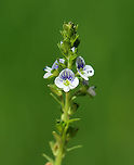 Thyme-leaved Speedwell - Veronica serpyllifolia Introduced from Europe, but now widespread. It has a reputation for being a good medicinal herb when used for tea or in topicals.<br />
<br />
Habitat: Shady, grassy area beside a pond<br />
https://www.jungledragon.com/image/102796/thyme-leaved_speedwell_-_veronica_serpyllifolia.html Geotagged,Spring,Thyme-leaved Speedwell,United States,Veronica serpyllifolia