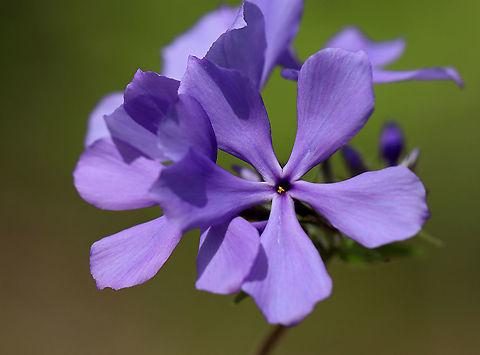 Wild Blue Phlox - Phlox divaricata Characterized by a loose cluster of purple-blue flowers atop a long stem with leafy, creeping shoots at the base. Flowers have five petals.

Habitat: Deciduous forest edge Geotagged,Phlox divaricata,Spring,United States,phlox,wild blue phlox
