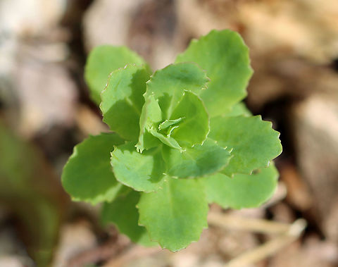 Orpine - Hylotelephium telephium Invasive in North America; it often escapes cultivation.

Habitat: Garden Geotagged,Hylotelephium,Hylotelephium telephium,Orphan John,Spring,United States,frog's-stomach,harping Johnny,life-everlasting,live-forever,livelong,midsummer-men,orpine,succulent,witch's moneybags