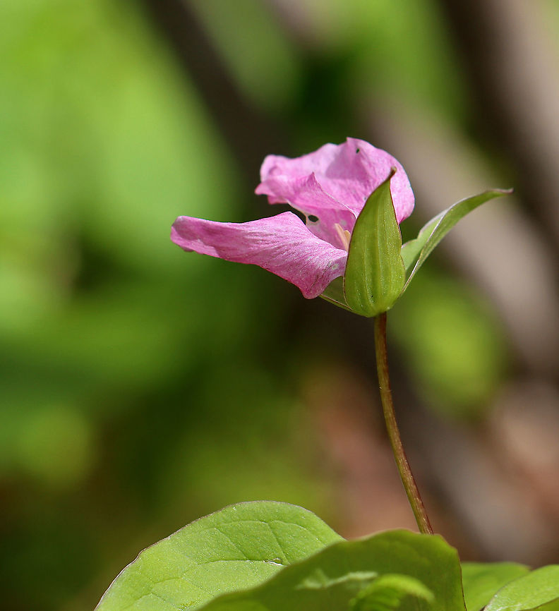Great White Trillium - Trillium grandiflorum White petals with a deep pink blush that sometimes comes with age. The flower arises above a whorl of three, leaf-like bracts. Great White Trillium is a spring ephemeral, whose life cycle is synchronized with the forest in which it lives.<br />
<br />
Habitat: Deciduous, swampy forest Geotagged,Great white trillium,Spring,Trillium grandiflorum,United States,trillium