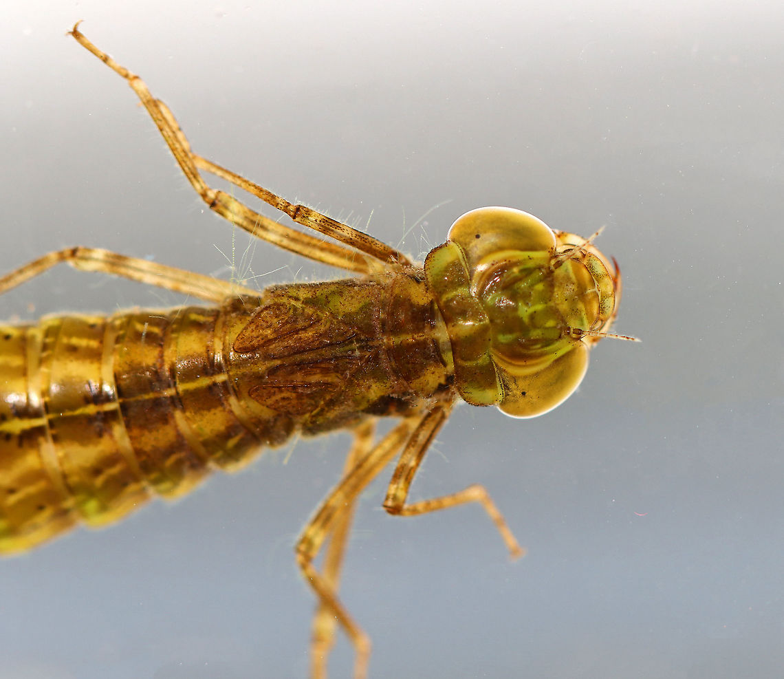 Darner Dragonfly Nymph - Anax junius Long body, flat lower lip, similar antennal segments, and well-developed eyesight. Aeshnid larvae actively stalk prey, unlike other dragonfly larvae.<br />
<br />
Habitat: Captured from a woodland pond and photographed in a home aquarium. Aeshnidae,Anax junius,Geotagged,Green Darner,Spring,United States,darner,darner nymph,dragonfly,dragonfly nymph,nymph