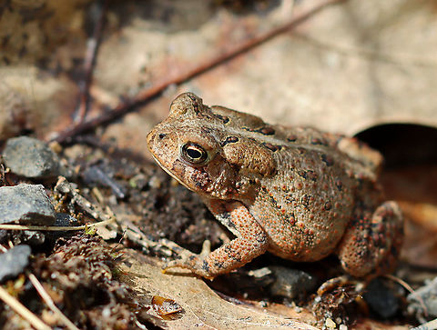 American toad - Anaxyrus americanus The coloring and pattern is variable in this species. Their skin color can change depending on habitat, humidity, stress, and temperature. Its parotoid glands were the same color as the surrounding skin.

Habitat: Forest/meadow edge American toad,Anaxyrus,Anaxyrus americanus,Geotagged,Spring,United States,toad