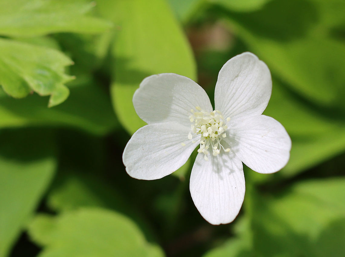Wood Anemone - Anemone quinquefolia An early spring wildflower that often grows in sizable clusters. Since the flowers of anemones are slender-stalked and tremble in the breeze, they have been called "wind flowers"; the genus name is derived from the Greek anemos ("wind").<br />
<br />
Habitat: Deciduous forest<br />
<br />
 Anemone quinquefolia,Anemonoides quinquefolia,Geotagged,Spring,United States,Wood Anemone,Wood anemone