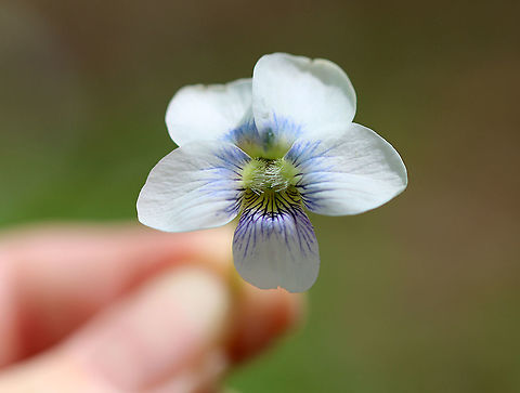 Violet - Viola sororia Violet-blue and white flowers that consist of 5 rounded petals - 2 upper petals, 2 lateral petals with white beards, and a lower petal, which functions as a landing pad for visiting insects.

Habitat: Deciduous forest
https://www.jungledragon.com/image/102967/violet_-_viola_sororia.html Common Blue Violet,Geotagged,Spring,United States,Viola sororia