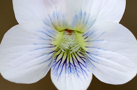 Violet - Viola sororia Violet-blue and white flowers that consist of 5 rounded petals - 2 upper petals, 2 lateral petals with white beards, and a lower petal, which functions as a landing pad for visiting insects.

Habitat: Deciduous forest
https://www.jungledragon.com/image/102966/violet_-_viola_sororia.html Common Blue Violet,Geotagged,Spring,United States,Viola sororia