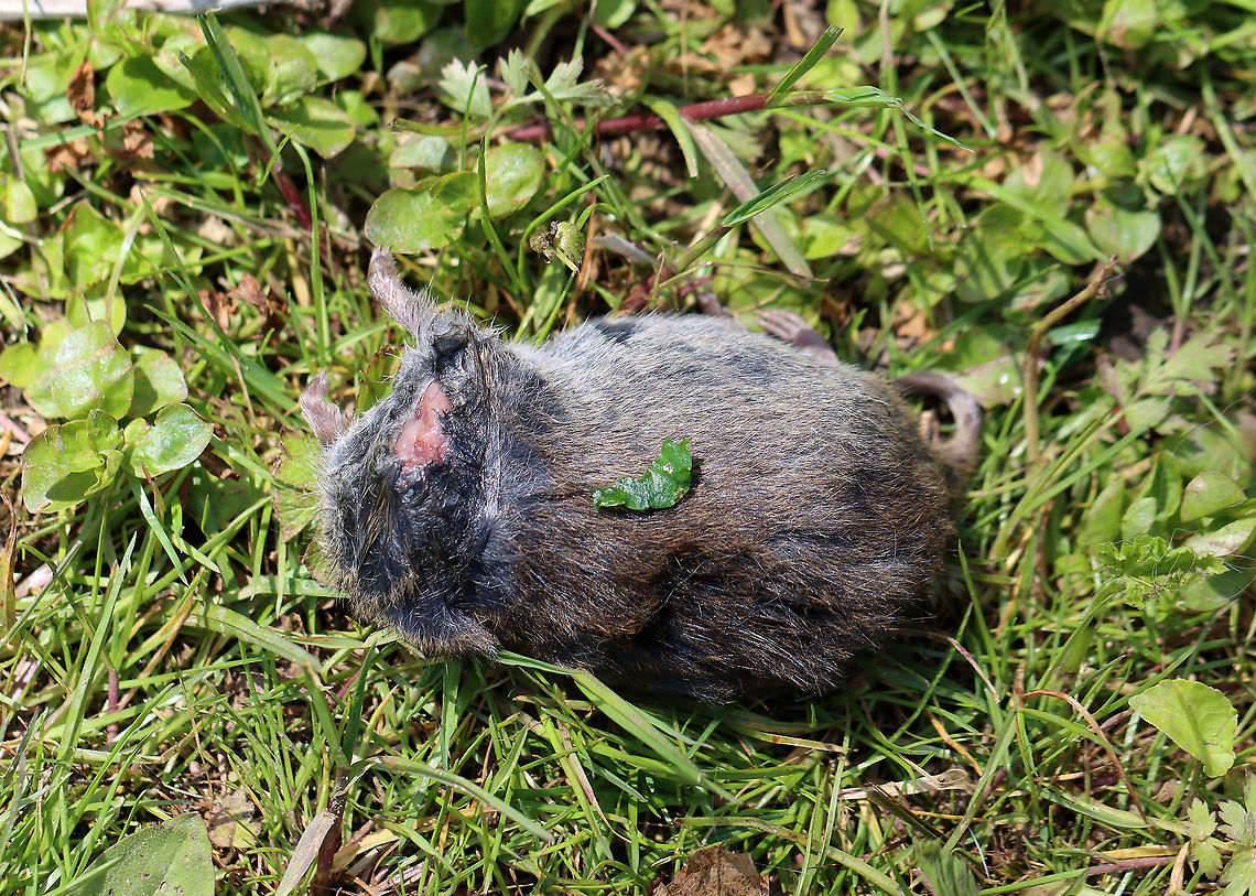 Meadow Vole (Minus Head) - Microtus pennsylvanicus This is such a cute species; but, unfortunately, this individual had lost its head.  A moment before taking this photo, I had caught a domestic cat chomping on this vole. I&#039;m guessing it took off the head. <br />
<br />
Habitat: Meadow/mixed forest edge with dense, low vegetation. Geotagged,Meadow vole,Microtus,Microtus pennsylvanicus,Spring,United States,meadow mouse,vole