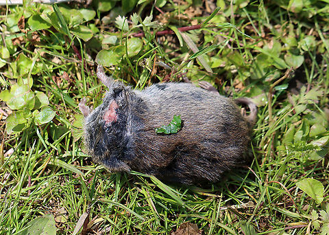 Meadow Vole (Minus Head) - Microtus pennsylvanicus This is such a cute species; but, unfortunately, this individual had lost its head.  A moment before taking this photo, I had caught a domestic cat chomping on this vole. I'm guessing it took off the head. 

Habitat: Meadow/mixed forest edge with dense, low vegetation. Geotagged,Meadow vole,Microtus,Microtus pennsylvanicus,Spring,United States,meadow mouse,vole