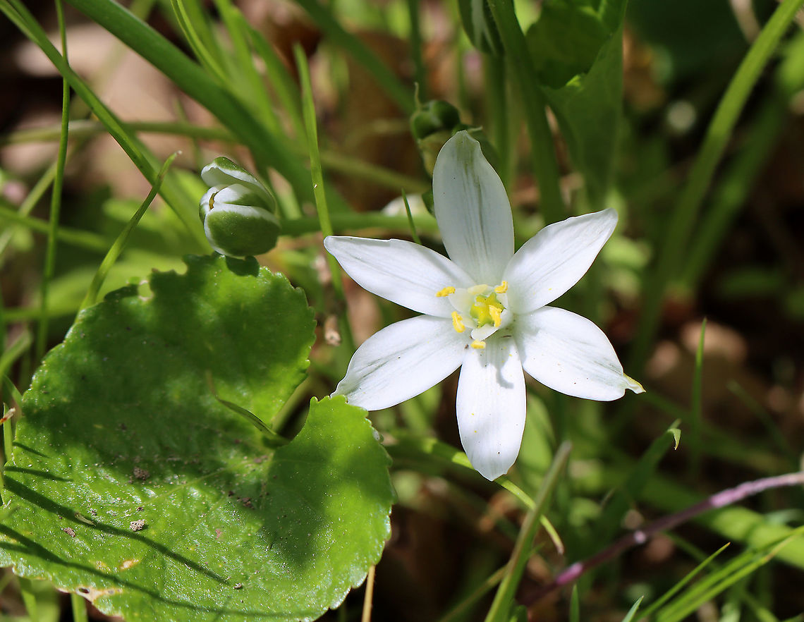 Grass Lily - Ornithogalum umbellatum Habitat: Meadow/forest edge Geotagged,Grass Lily,Ornithogalum,Ornithogalum umbellatum,Spring,United States