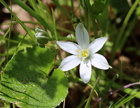 Grass Lily - Ornithogalum umbellatum Habitat: Meadow/forest edge Geotagged,Grass Lily,Ornithogalum,Ornithogalum umbellatum,Spring,United States