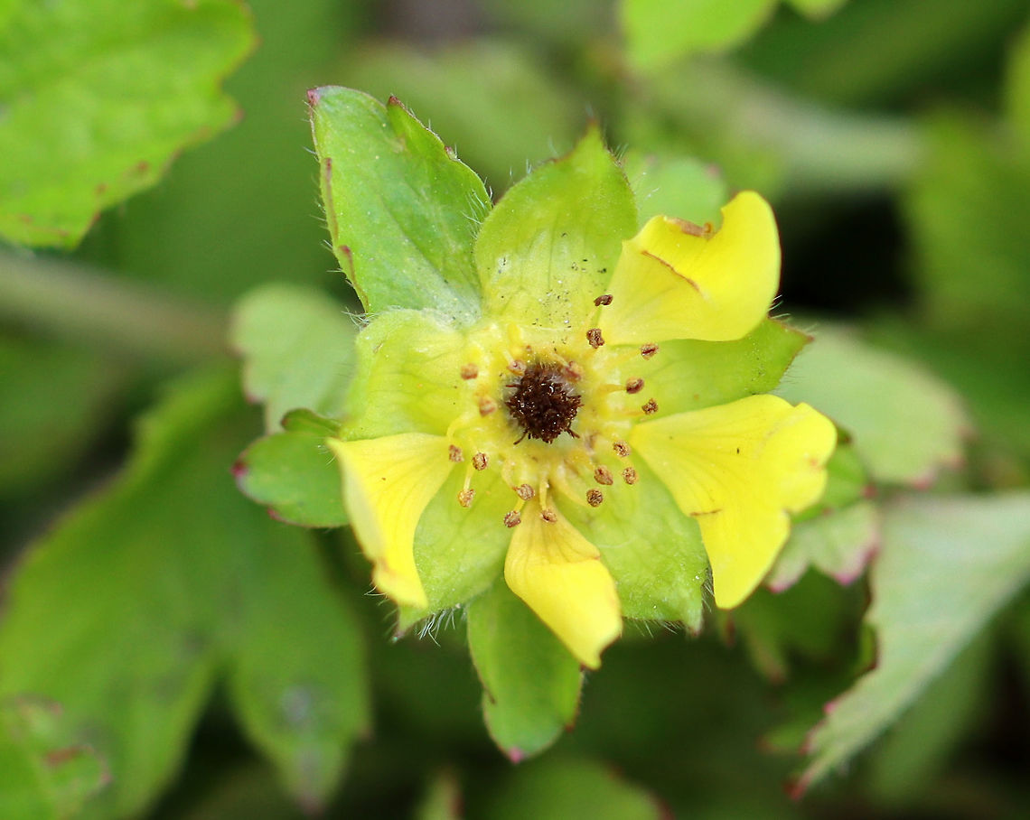 Potentilla sp. - maybe Potentilla indica? Habitat: Forest/meadow edge Geotagged,Potentilla,Spring,United States