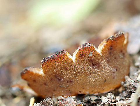 Cup Fungus - Peziza sp., maybe Peziza badia? Habitat: Growing on bare soil in a mostly deciduous forest Geotagged,Peziza,Spring,United States,cup fungus,fungi,fungus