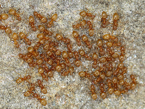 Ants - Formicidae,  Lasius brevicornis? *Tentative ID

Habitat: Under a rock in a deciduous forest Formicidae,Geotagged,Lasius,Lasius brevicornis,Lasius flavus,Spring,United States,Yellow meadow ant,ants