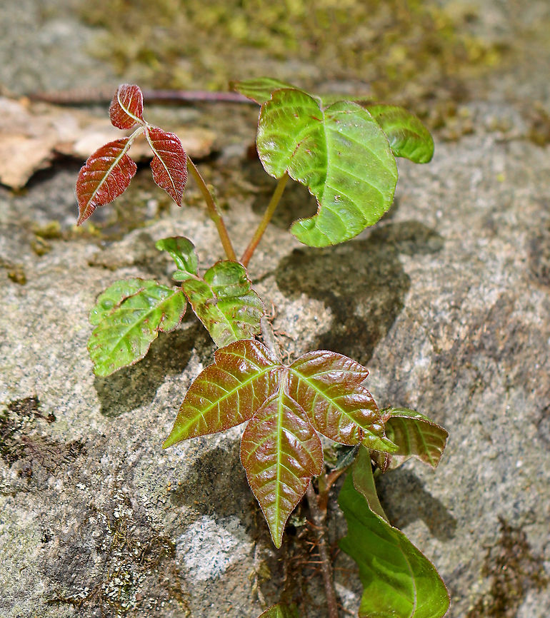 Eastern Poison Ivy -Toxicodendron radicans Poison Ivy can easily be confused with other plants because the leaf color and shape are so variable. Here are some features that poison ivy definitely has: Three leaflets on one leaf stem, continuing up the branch in sets of<br />
three. The middle leaflet will have a longer stem than the other two. The side veins of a leaflet are placed alternately off the main vein. Leaves in an alternate pattern, not across from each other.<br />
<br />
Habitat: Deciduous forest Geotagged,Poison ivy,Spring,Toxicodendron,Toxicodendron radicans,United States