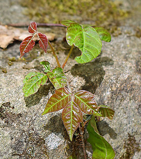Eastern Poison Ivy -Toxicodendron radicans Poison Ivy can easily be confused with other plants because the leaf color and shape are so variable. Here are some features that poison ivy definitely has: Three leaflets on one leaf stem, continuing up the branch in sets of
three. The middle leaflet will have a longer stem than the other two. The side veins of a leaflet are placed alternately off the main vein. Leaves in an alternate pattern, not across from each other.

Habitat: Deciduous forest Geotagged,Poison ivy,Spring,Toxicodendron,Toxicodendron radicans,United States
