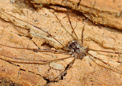 Eastern Harvestman - Leiobunum vittatum Harvestmen are arachnids, but are not spiders despite their resemblance. Easily recognized by their long legs, with the second pair acting like antennae that are very sensitive to the touch. Harvestmen have some unusual self-defense mechanisms - some species are able to spray a pungent scent as a defense mechanism. Other species practice self-amputation of a leg in order to distract a predator long enough for them to make an escape.

Habitat: Deciduous forest Geotagged,Leiobunum,Leiobunum vittatum,Spring,United States,harvestman,spider