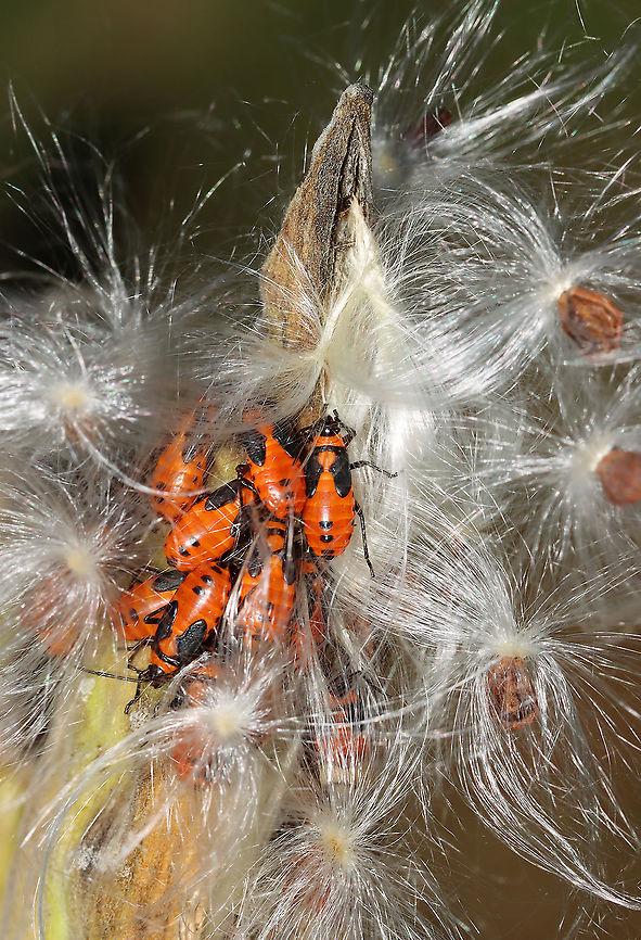 Milkweed Bugs - Oncopeltus fasciatus I love how these bugs &quot;snuggle&quot; on milkweed pods.<br />
<br />
Habitat: Meadow Fall,Geotagged,Large milkweed bug,Oncopeltus,Oncopeltus fasciatus,United States,bug