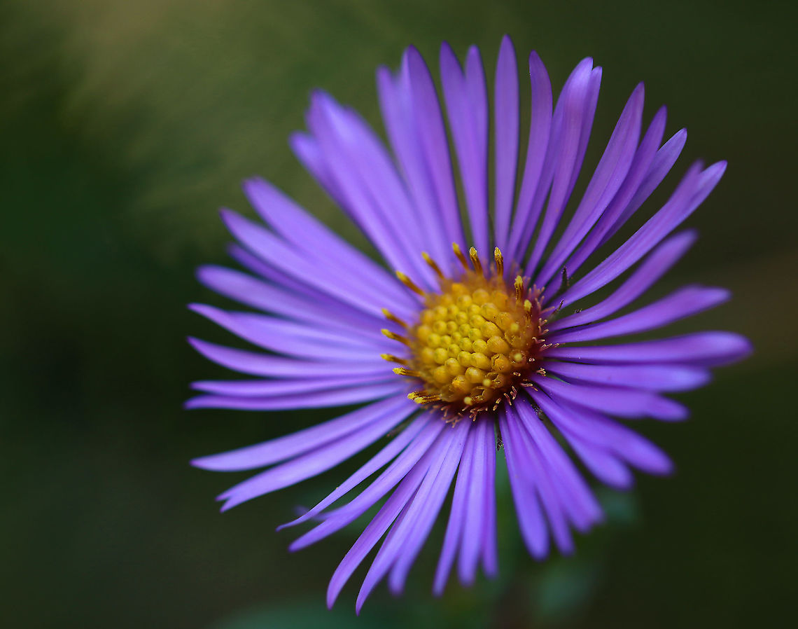 New England Aster - Symphyotrichum novae-angliae One of the few flowers still in bloom. <br />
<br />
Habitat: Rural garden<br />
<figure class="photo"><a href="https://www.jungledragon.com/image/103079/new_england_aster_-_symphyotrichum_novae-angliae.html" title="New England Aster - Symphyotrichum novae-angliae"><img src="https://s3.amazonaws.com/media.jungledragon.com/images/3232/103079_thumb.jpg?AWSAccessKeyId=05GMT0V3GWVNE7GGM1R2&Expires=1769040010&Signature=tSftYl07V2Gzp4yNSGpFyfBOSU8%3D" width="124" height="152" alt="New England Aster - Symphyotrichum novae-angliae One of the few flowers still in bloom.<br />
<br />
Habitat: Rural garden<br />
https://www.jungledragon.com/image/103081/new_england_aster_-_symphyotrichum_novae-angliae.html<br />
https://www.jungledragon.com/image/103080/new_england_aster_-_symphyotrichum_novae-angliae.html<br />
https://www.jungledragon.com/image/103078/new_england_aster_-_symphyotrichum_novae-angliae.html Fall,Geotagged,New England Aster,Symphyotrichum novae-angliae,United States" /></a></figure><br />
<figure class="photo"><a href="https://www.jungledragon.com/image/103080/new_england_aster_-_symphyotrichum_novae-angliae.html" title="New England Aster - Symphyotrichum novae-angliae"><img src="https://s3.amazonaws.com/media.jungledragon.com/images/3232/103080_thumb.jpg?AWSAccessKeyId=05GMT0V3GWVNE7GGM1R2&Expires=1769040010&Signature=FL3NMCPrNHvuTbq9KOrx3%2BhA53Q%3D" width="130" height="152" alt="New England Aster - Symphyotrichum novae-angliae One of the few flowers still in bloom.  The petals on some of the flowers were starting to curl up (like this one) and turn brown.<br />
<br />
Habitat: Rural garden<br />
https://www.jungledragon.com/image/103081/new_england_aster_-_symphyotrichum_novae-angliae.html<br />
https://www.jungledragon.com/image/103079/new_england_aster_-_symphyotrichum_novae-angliae.html<br />
https://www.jungledragon.com/image/103078/new_england_aster_-_symphyotrichum_novae-angliae.html<br />
 Fall,Geotagged,New England Aster,Symphyotrichum novae-angliae,United States" /></a></figure><br />
<figure class="photo"><a href="https://www.jungledragon.com/image/103081/new_england_aster_-_symphyotrichum_novae-angliae.html" title="New England Aster - Symphyotrichum novae-angliae"><img src="https://s3.amazonaws.com/media.jungledragon.com/images/3232/103081_thumb.jpg?AWSAccessKeyId=05GMT0V3GWVNE7GGM1R2&Expires=1769040010&Signature=s%2B1Z%2BZUvQIjRlV%2Fqqw84YkyC4F8%3D" width="140" height="152" alt="New England Aster - Symphyotrichum novae-angliae One of the few flowers still in bloom. The petals on some of the flowers were starting to curl up (like this one) and turn brown.<br />
<br />
Habitat: Rural garden<br />
https://www.jungledragon.com/image/103080/new_england_aster_-_symphyotrichum_novae-angliae.html<br />
https://www.jungledragon.com/image/103079/new_england_aster_-_symphyotrichum_novae-angliae.html<br />
https://www.jungledragon.com/image/103078/new_england_aster_-_symphyotrichum_novae-angliae.html Fall,Geotagged,New England Aster,Symphyotrichum novae-angliae,United States" /></a></figure> Fall,Geotagged,New England Aster,Symphyotrichum novae-angliae,United States,aster