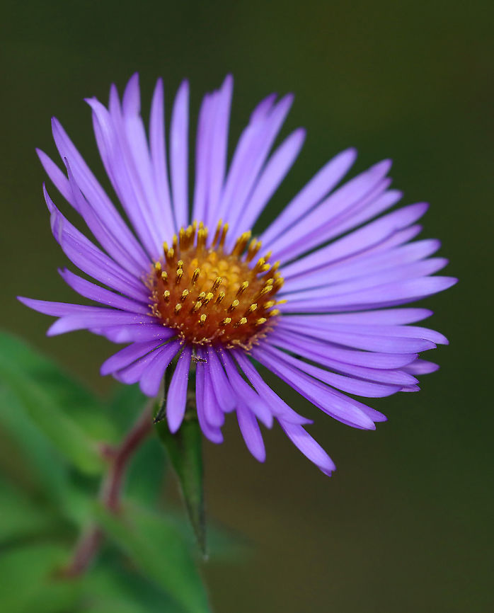 New England Aster - Symphyotrichum novae-angliae One of the few flowers still in bloom.<br />
<br />
Habitat: Rural garden<br />
<figure class="photo"><a href="https://www.jungledragon.com/image/103081/new_england_aster_-_symphyotrichum_novae-angliae.html" title="New England Aster - Symphyotrichum novae-angliae"><img src="https://s3.amazonaws.com/media.jungledragon.com/images/3232/103081_thumb.jpg?AWSAccessKeyId=05GMT0V3GWVNE7GGM1R2&Expires=1769040010&Signature=s%2B1Z%2BZUvQIjRlV%2Fqqw84YkyC4F8%3D" width="140" height="152" alt="New England Aster - Symphyotrichum novae-angliae One of the few flowers still in bloom. The petals on some of the flowers were starting to curl up (like this one) and turn brown.<br />
<br />
Habitat: Rural garden<br />
https://www.jungledragon.com/image/103080/new_england_aster_-_symphyotrichum_novae-angliae.html<br />
https://www.jungledragon.com/image/103079/new_england_aster_-_symphyotrichum_novae-angliae.html<br />
https://www.jungledragon.com/image/103078/new_england_aster_-_symphyotrichum_novae-angliae.html Fall,Geotagged,New England Aster,Symphyotrichum novae-angliae,United States" /></a></figure><br />
<figure class="photo"><a href="https://www.jungledragon.com/image/103080/new_england_aster_-_symphyotrichum_novae-angliae.html" title="New England Aster - Symphyotrichum novae-angliae"><img src="https://s3.amazonaws.com/media.jungledragon.com/images/3232/103080_thumb.jpg?AWSAccessKeyId=05GMT0V3GWVNE7GGM1R2&Expires=1769040010&Signature=FL3NMCPrNHvuTbq9KOrx3%2BhA53Q%3D" width="130" height="152" alt="New England Aster - Symphyotrichum novae-angliae One of the few flowers still in bloom.  The petals on some of the flowers were starting to curl up (like this one) and turn brown.<br />
<br />
Habitat: Rural garden<br />
https://www.jungledragon.com/image/103081/new_england_aster_-_symphyotrichum_novae-angliae.html<br />
https://www.jungledragon.com/image/103079/new_england_aster_-_symphyotrichum_novae-angliae.html<br />
https://www.jungledragon.com/image/103078/new_england_aster_-_symphyotrichum_novae-angliae.html<br />
 Fall,Geotagged,New England Aster,Symphyotrichum novae-angliae,United States" /></a></figure><br />
<figure class="photo"><a href="https://www.jungledragon.com/image/103078/new_england_aster_-_symphyotrichum_novae-angliae.html" title="New England Aster - Symphyotrichum novae-angliae"><img src="https://s3.amazonaws.com/media.jungledragon.com/images/3232/103078_thumb.jpg?AWSAccessKeyId=05GMT0V3GWVNE7GGM1R2&Expires=1769040010&Signature=THab%2BaJORWx2u9Z%2FfTREpkhOmxk%3D" width="200" height="158" alt="New England Aster - Symphyotrichum novae-angliae One of the few flowers still in bloom. <br />
<br />
Habitat: Rural garden<br />
https://www.jungledragon.com/image/103079/new_england_aster_-_symphyotrichum_novae-angliae.html<br />
https://www.jungledragon.com/image/103080/new_england_aster_-_symphyotrichum_novae-angliae.html<br />
https://www.jungledragon.com/image/103081/new_england_aster_-_symphyotrichum_novae-angliae.html Fall,Geotagged,New England Aster,Symphyotrichum novae-angliae,United States,aster" /></a></figure> Fall,Geotagged,New England Aster,Symphyotrichum novae-angliae,United States