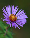 New England Aster - Symphyotrichum novae-angliae One of the few flowers still in bloom.<br />
<br />
Habitat: Rural garden<br />
https://www.jungledragon.com/image/103081/new_england_aster_-_symphyotrichum_novae-angliae.html<br />
https://www.jungledragon.com/image/103080/new_england_aster_-_symphyotrichum_novae-angliae.html<br />
https://www.jungledragon.com/image/103078/new_england_aster_-_symphyotrichum_novae-angliae.html Fall,Geotagged,New England Aster,Symphyotrichum novae-angliae,United States