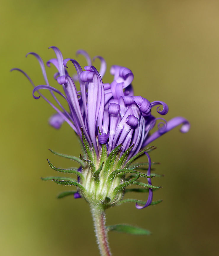 New England Aster - Symphyotrichum novae-angliae One of the few flowers still in bloom.  The petals on some of the flowers were starting to curl up (like this one) and turn brown.<br />
<br />
Habitat: Rural garden<br />
<figure class="photo"><a href="https://www.jungledragon.com/image/103081/new_england_aster_-_symphyotrichum_novae-angliae.html" title="New England Aster - Symphyotrichum novae-angliae"><img src="https://s3.amazonaws.com/media.jungledragon.com/images/3232/103081_thumb.jpg?AWSAccessKeyId=05GMT0V3GWVNE7GGM1R2&Expires=1763596810&Signature=QRsuhqa81CCqTNeNWYFNTVjmoQ8%3D" width="140" height="152" alt="New England Aster - Symphyotrichum novae-angliae One of the few flowers still in bloom. The petals on some of the flowers were starting to curl up (like this one) and turn brown.<br />
<br />
Habitat: Rural garden<br />
https://www.jungledragon.com/image/103080/new_england_aster_-_symphyotrichum_novae-angliae.html<br />
https://www.jungledragon.com/image/103079/new_england_aster_-_symphyotrichum_novae-angliae.html<br />
https://www.jungledragon.com/image/103078/new_england_aster_-_symphyotrichum_novae-angliae.html Fall,Geotagged,New England Aster,Symphyotrichum novae-angliae,United States" /></a></figure><br />
<figure class="photo"><a href="https://www.jungledragon.com/image/103079/new_england_aster_-_symphyotrichum_novae-angliae.html" title="New England Aster - Symphyotrichum novae-angliae"><img src="https://s3.amazonaws.com/media.jungledragon.com/images/3232/103079_thumb.jpg?AWSAccessKeyId=05GMT0V3GWVNE7GGM1R2&Expires=1763596810&Signature=Ok6hE2Wsx%2FoM1OvY2bq8zTsSGNg%3D" width="124" height="152" alt="New England Aster - Symphyotrichum novae-angliae One of the few flowers still in bloom.<br />
<br />
Habitat: Rural garden<br />
https://www.jungledragon.com/image/103081/new_england_aster_-_symphyotrichum_novae-angliae.html<br />
https://www.jungledragon.com/image/103080/new_england_aster_-_symphyotrichum_novae-angliae.html<br />
https://www.jungledragon.com/image/103078/new_england_aster_-_symphyotrichum_novae-angliae.html Fall,Geotagged,New England Aster,Symphyotrichum novae-angliae,United States" /></a></figure><br />
<figure class="photo"><a href="https://www.jungledragon.com/image/103078/new_england_aster_-_symphyotrichum_novae-angliae.html" title="New England Aster - Symphyotrichum novae-angliae"><img src="https://s3.amazonaws.com/media.jungledragon.com/images/3232/103078_thumb.jpg?AWSAccessKeyId=05GMT0V3GWVNE7GGM1R2&Expires=1763596810&Signature=NjrTG6s4%2F%2F56nhVsRgUTohYARxo%3D" width="200" height="158" alt="New England Aster - Symphyotrichum novae-angliae One of the few flowers still in bloom. <br />
<br />
Habitat: Rural garden<br />
https://www.jungledragon.com/image/103079/new_england_aster_-_symphyotrichum_novae-angliae.html<br />
https://www.jungledragon.com/image/103080/new_england_aster_-_symphyotrichum_novae-angliae.html<br />
https://www.jungledragon.com/image/103081/new_england_aster_-_symphyotrichum_novae-angliae.html Fall,Geotagged,New England Aster,Symphyotrichum novae-angliae,United States,aster" /></a></figure><br />
 Fall,Geotagged,New England Aster,Symphyotrichum novae-angliae,United States