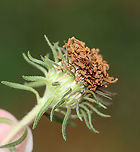 New England Aster - Symphyotrichum novae-angliae One of the few flowers still in bloom. The petals on some of the flowers were starting to curl up (like this one) and turn brown.<br />
<br />
Habitat: Rural garden<br />
https://www.jungledragon.com/image/103080/new_england_aster_-_symphyotrichum_novae-angliae.html<br />
https://www.jungledragon.com/image/103079/new_england_aster_-_symphyotrichum_novae-angliae.html<br />
https://www.jungledragon.com/image/103078/new_england_aster_-_symphyotrichum_novae-angliae.html Fall,Geotagged,New England Aster,Symphyotrichum novae-angliae,United States