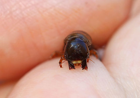 Hellgrammite (Dobsonfly Larva) - Corydalus cornutus These larvae are big, ferocious, and give a painful bite. In this photo, you can see the mouthparts.

Habitat: Woodland pond/stream Corydalus cornutus,Easter Dobsonfly,Fall,Geotagged,United States,dobsonfly larva,helgrammite,larva