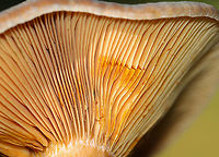 Lactarius deterrimus Cap: Nearly flat with a central depression and inrolled margin. Grayish with tan and a blue/green center<br />
Gills: Decurrent, close; orange; oozed orange latex when cut<br />
Stem: Tapers slightly at base; smooth; pale orange with white basal mycelium<br />
Habitat: Growing alone in a grassy area, under pine (Pinus sp.)<br />
<br />
https://www.jungledragon.com/image/103085/lactarius_deliciosus.html<br />
https://www.jungledragon.com/image/103084/lactarius_deliciosus.html Fall,False saffron milkcap,Geotagged,Lactarius deliciosus,Lactarius deterrimus,Saffron milk cap,United States