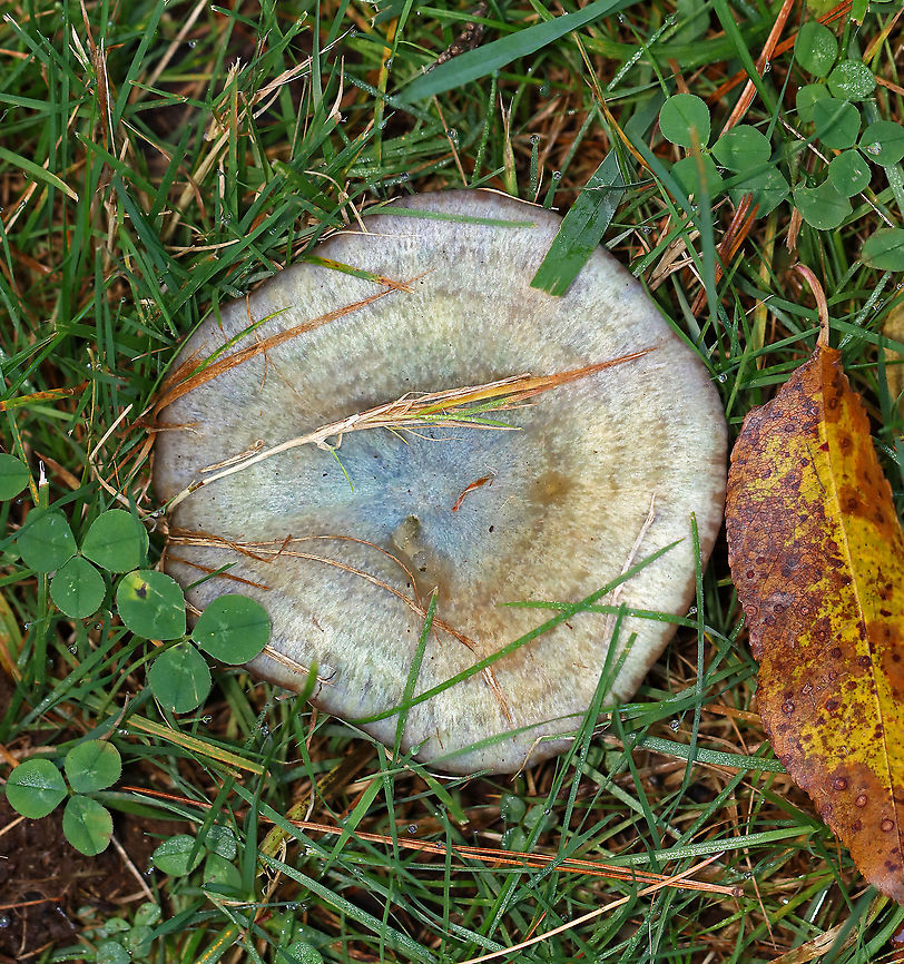 Lactarius deterrimus Cap: Nearly flat with a central depression and inrolled margin. Grayish with tan and a blue/green center<br />
Gills: Decurrent, close; orange; oozed orange latex when cut<br />
Stem: Tapers slightly at base; smooth; pale orange with white basal mycelium<br />
Habitat: Growing alone in a grassy area, under pine (Pinus sp.)<br />
<figure class="photo"><a href="https://www.jungledragon.com/image/103085/lactarius_deterrimus.html" title="Lactarius deterrimus"><img src="https://s3.amazonaws.com/media.jungledragon.com/images/3232/103085_thumb.jpg?AWSAccessKeyId=05GMT0V3GWVNE7GGM1R2&Expires=1769040010&Signature=PXj89bEpgVN3buJwU3uG7aBaR2s%3D" width="200" height="150" alt="Lactarius deterrimus Cap: Nearly flat with a central depression and inrolled margin. Grayish with tan and a blue/green center<br />
Gills: Decurrent, close; orange; oozed orange latex when cut<br />
Stem: Tapers slightly at base; smooth; pale orange with white basal mycelium<br />
Habitat: Growing alone in a grassy area, under pine (Pinus sp.)<br />
https://www.jungledragon.com/image/103084/lactarius_deliciosus.html<br />
https://www.jungledragon.com/image/103083/lactarius_deliciosus.html Fall,False saffron milkcap,Geotagged,Lactarius deliciosus,Lactarius deterrimus,Saffron milk cap,United States" /></a></figure><br />
<figure class="photo"><a href="https://www.jungledragon.com/image/103083/lactarius_deterrimus.html" title="Lactarius deterrimus"><img src="https://s3.amazonaws.com/media.jungledragon.com/images/3232/103083_thumb.jpg?AWSAccessKeyId=05GMT0V3GWVNE7GGM1R2&Expires=1769040010&Signature=NjF5ae3B56vgfwf346Q2WOkICNk%3D" width="200" height="144" alt="Lactarius deterrimus Cap: Nearly flat with a central depression and inrolled margin. Grayish with tan and a blue/green center<br />
Gills: Decurrent, close; orange; oozed orange latex when cut<br />
Stem: Tapers slightly at base; smooth; pale orange with white basal mycelium<br />
Habitat: Growing alone in a grassy area, under pine (Pinus sp.)<br />
<br />
https://www.jungledragon.com/image/103085/lactarius_deliciosus.html<br />
https://www.jungledragon.com/image/103084/lactarius_deliciosus.html Fall,False saffron milkcap,Geotagged,Lactarius deliciosus,Lactarius deterrimus,Saffron milk cap,United States" /></a></figure> Fall,False saffron milkcap,Geotagged,Lactarius,Lactarius deterrimus,United States,milk cap