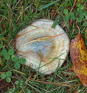 Lactarius deterrimus Cap: Nearly flat with a central depression and inrolled margin. Grayish with tan and a blue/green center
Gills: Decurrent, close; orange; oozed orange latex when cut
Stem: Tapers slightly at base; smooth; pale orange with white basal mycelium
Habitat: Growing alone in a grassy area, under pine (Pinus sp.)
https://www.jungledragon.com/image/103085/lactarius_deliciosus.html
https://www.jungledragon.com/image/103083/lactarius_deliciosus.html Fall,False saffron milkcap,Geotagged,Lactarius,Lactarius deterrimus,United States,milk cap