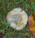 Lactarius deterrimus Cap: Nearly flat with a central depression and inrolled margin. Grayish with tan and a blue/green center<br />
Gills: Decurrent, close; orange; oozed orange latex when cut<br />
Stem: Tapers slightly at base; smooth; pale orange with white basal mycelium<br />
Habitat: Growing alone in a grassy area, under pine (Pinus sp.)<br />
https://www.jungledragon.com/image/103085/lactarius_deliciosus.html<br />
https://www.jungledragon.com/image/103083/lactarius_deliciosus.html Fall,False saffron milkcap,Geotagged,Lactarius,Lactarius deterrimus,United States,milk cap