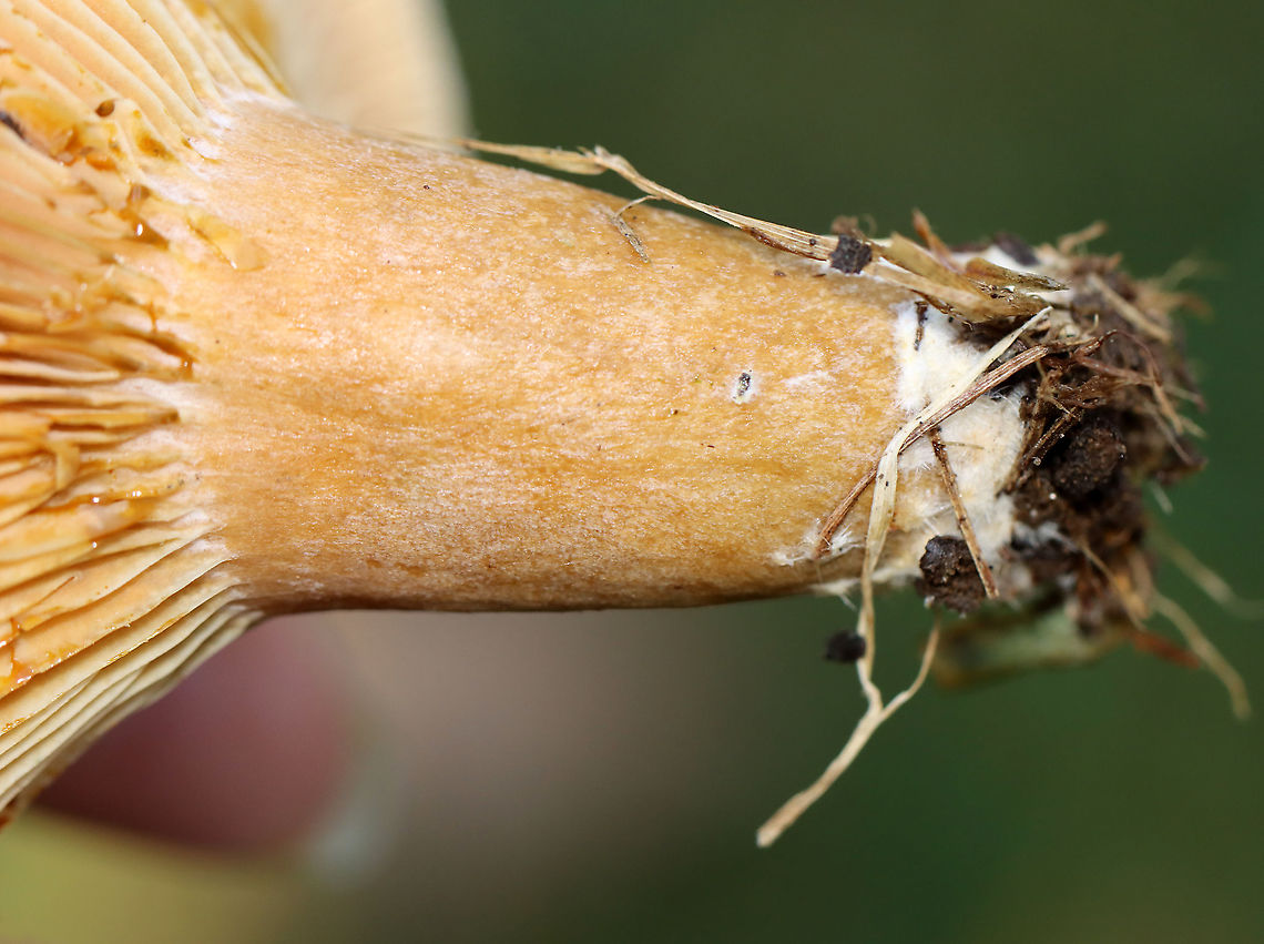 Lactarius deterrimus Cap: Nearly flat with a central depression and inrolled margin. Grayish with tan and a blue/green center<br />
Gills: Decurrent, close; orange; oozed orange latex when cut<br />
Stem: Tapers slightly at base; smooth; pale orange with white basal mycelium<br />
Habitat: Growing alone in a grassy area, under pine (Pinus sp.)<br />
<figure class="photo"><a href="https://www.jungledragon.com/image/103084/lactarius_deterrimus.html" title="Lactarius deterrimus"><img src="https://s3.amazonaws.com/media.jungledragon.com/images/3232/103084_thumb.jpg?AWSAccessKeyId=05GMT0V3GWVNE7GGM1R2&Expires=1769040010&Signature=FgsZS%2F5nUjacqbw4obtT4cq4xfE%3D" width="144" height="152" alt="Lactarius deterrimus Cap: Nearly flat with a central depression and inrolled margin. Grayish with tan and a blue/green center<br />
Gills: Decurrent, close; orange; oozed orange latex when cut<br />
Stem: Tapers slightly at base; smooth; pale orange with white basal mycelium<br />
Habitat: Growing alone in a grassy area, under pine (Pinus sp.)<br />
https://www.jungledragon.com/image/103085/lactarius_deliciosus.html<br />
https://www.jungledragon.com/image/103083/lactarius_deliciosus.html Fall,False saffron milkcap,Geotagged,Lactarius,Lactarius deterrimus,United States,milk cap" /></a></figure><br />
<figure class="photo"><a href="https://www.jungledragon.com/image/103083/lactarius_deterrimus.html" title="Lactarius deterrimus"><img src="https://s3.amazonaws.com/media.jungledragon.com/images/3232/103083_thumb.jpg?AWSAccessKeyId=05GMT0V3GWVNE7GGM1R2&Expires=1769040010&Signature=NjF5ae3B56vgfwf346Q2WOkICNk%3D" width="200" height="144" alt="Lactarius deterrimus Cap: Nearly flat with a central depression and inrolled margin. Grayish with tan and a blue/green center<br />
Gills: Decurrent, close; orange; oozed orange latex when cut<br />
Stem: Tapers slightly at base; smooth; pale orange with white basal mycelium<br />
Habitat: Growing alone in a grassy area, under pine (Pinus sp.)<br />
<br />
https://www.jungledragon.com/image/103085/lactarius_deliciosus.html<br />
https://www.jungledragon.com/image/103084/lactarius_deliciosus.html Fall,False saffron milkcap,Geotagged,Lactarius deliciosus,Lactarius deterrimus,Saffron milk cap,United States" /></a></figure> Fall,False saffron milkcap,Geotagged,Lactarius deliciosus,Lactarius deterrimus,Saffron milk cap,United States