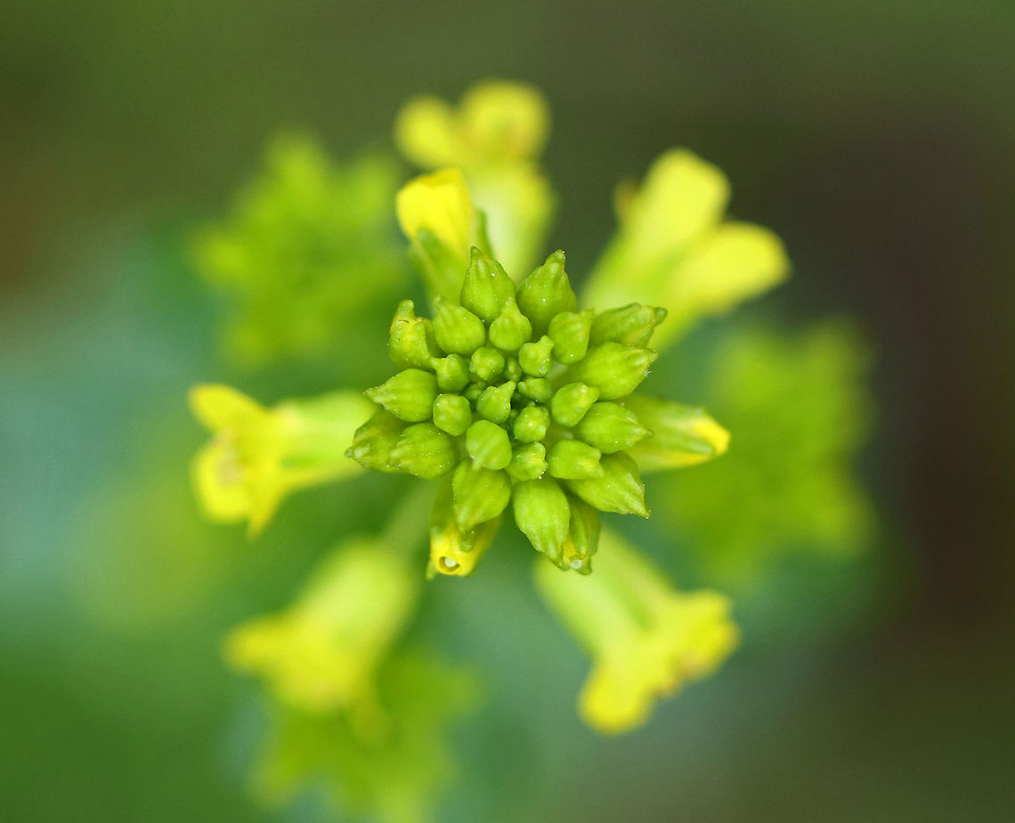 Rocketcress - Barbarea vulgaris Habitat: Wetland Barbarea,Barbarea vulgaris,Geotagged,Spring,United States,bittercres,rocketcress,winter rocket