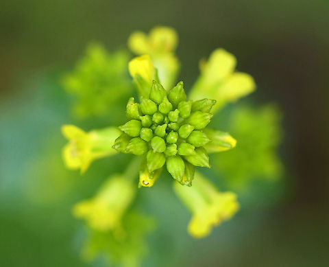 Rocketcress - Barbarea vulgaris Habitat: Wetland Barbarea,Barbarea vulgaris,Geotagged,Spring,United States,bittercres,rocketcress,winter rocket