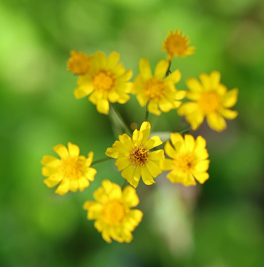 Packera sp. I wish I had gotten some other angles of these flowers!<br />
<br />
Habitat: Forested wetland Geotagged,Packera,Spring,United States