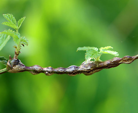 Stem/Twig Galls on Rubus sp. Habitat: Rubus stem; forested wetland  Geotagged,Rubus,Rubus gall,Spring,United States,gall,stem gall,twig gall