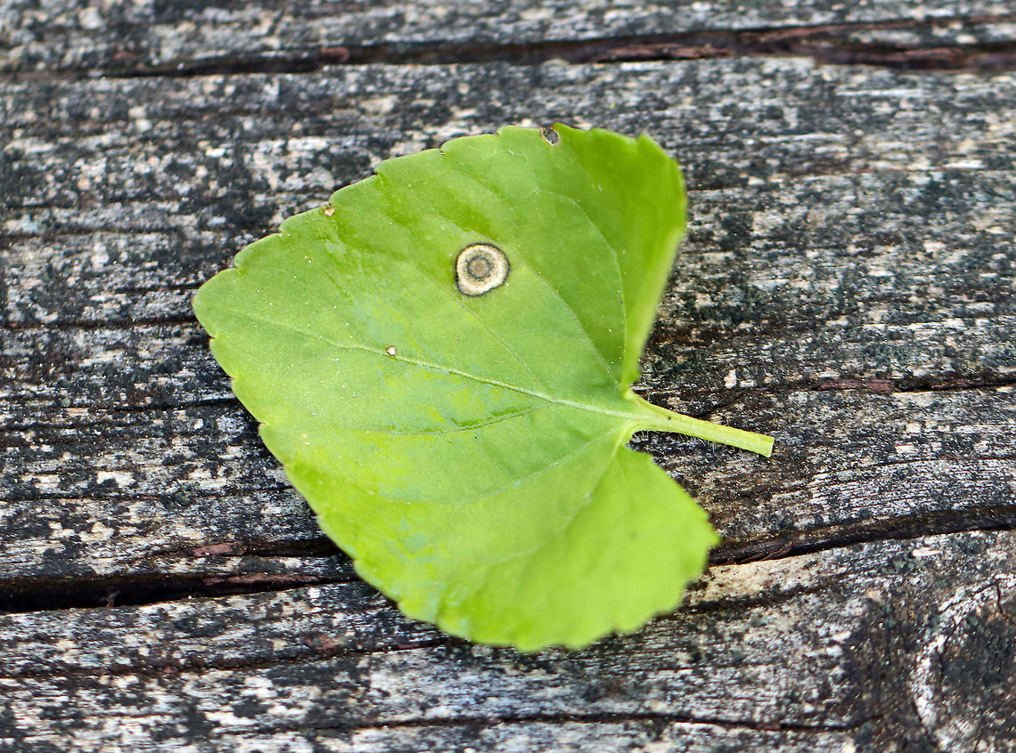 Midge Gall/Fungal Leaf Spot on Viola sp. This is either leaf spot or a gall. <br />
<br />
Habitat: Viola leaf in a forested wetland<br />
<figure class="photo"><a href="https://www.jungledragon.com/image/103126/midge_gallfungal_leaf_spot_on_viola_sp._underside.html" title="Midge Gall/Fungal Leaf Spot on Viola sp. (Underside)"><img src="https://s3.amazonaws.com/media.jungledragon.com/images/3232/103126_thumb.jpg?AWSAccessKeyId=05GMT0V3GWVNE7GGM1R2&Expires=1759968010&Signature=%2FFjSCZWu7EWEz8DACsCa7ttsLCE%3D" width="200" height="194" alt="Midge Gall/Fungal Leaf Spot on Viola sp. (Underside) This is either leaf spot or a gall.<br />
<br />
Habitat: Viola leaf in a forested wetland<br />
https://www.jungledragon.com/image/103125/midge_gallfungal_leaf_spot_on_viola_sp.html Geotagged,Spring,United States" /></a></figure> Geotagged,Spring,United States,Viola,gall,gall midge,leaf spot,midge